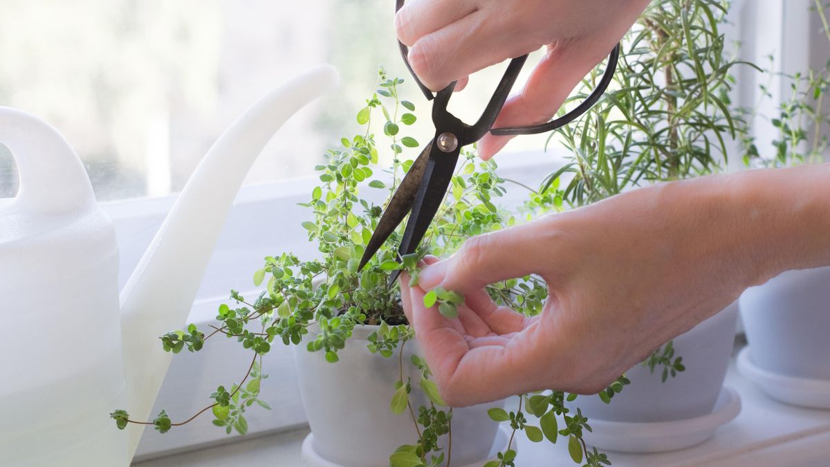 Vysejte si za oknem majoránku. Poradíme, jak na to